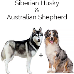 Aussie Siberian Dog